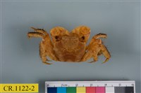 藏品(漢氏東方蟹)的圖片